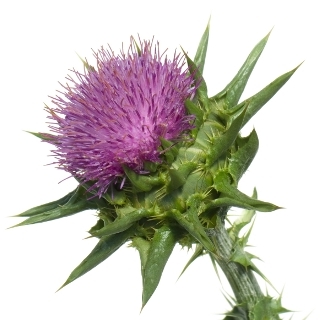 Milk Thistle Seed Oil | Botanic Innovations