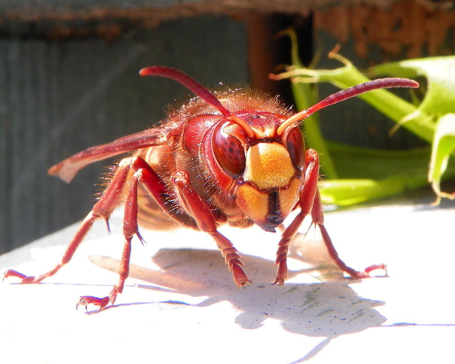 European Hornet by Chad and Stacey Hall