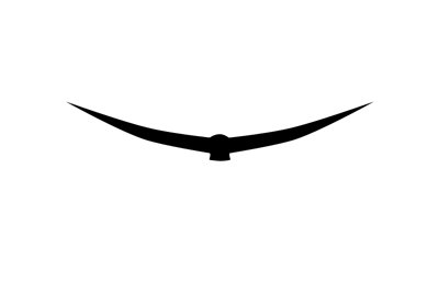 Animation Of A Silhouette Of A Bird On A White Background Stock ...