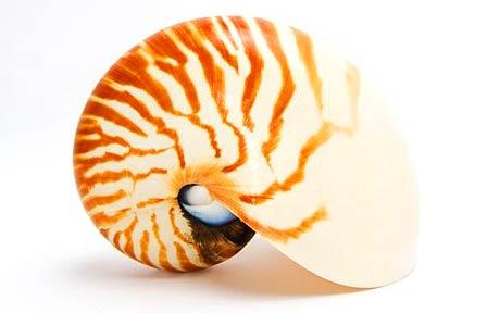 Lava Shells massage: Shell out for this relaxing treat - Telegraph