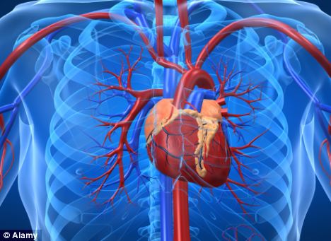 Stem cells are identified as real culprit behind heart attacks ...