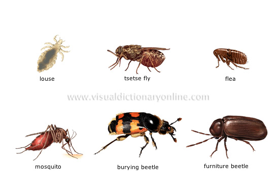 ANIMAL KINGDOM :: INSECTS AND ARACHNIDS :: EXAMPLES OF INSECTS [5 ...