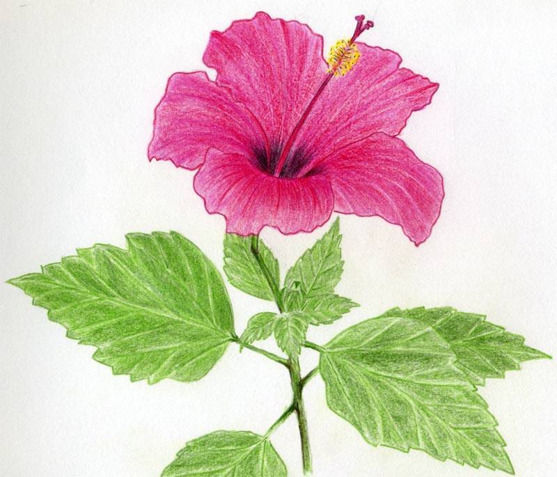 NEW DRAWING COLOURING FLOWERS | Drawing Tips 3