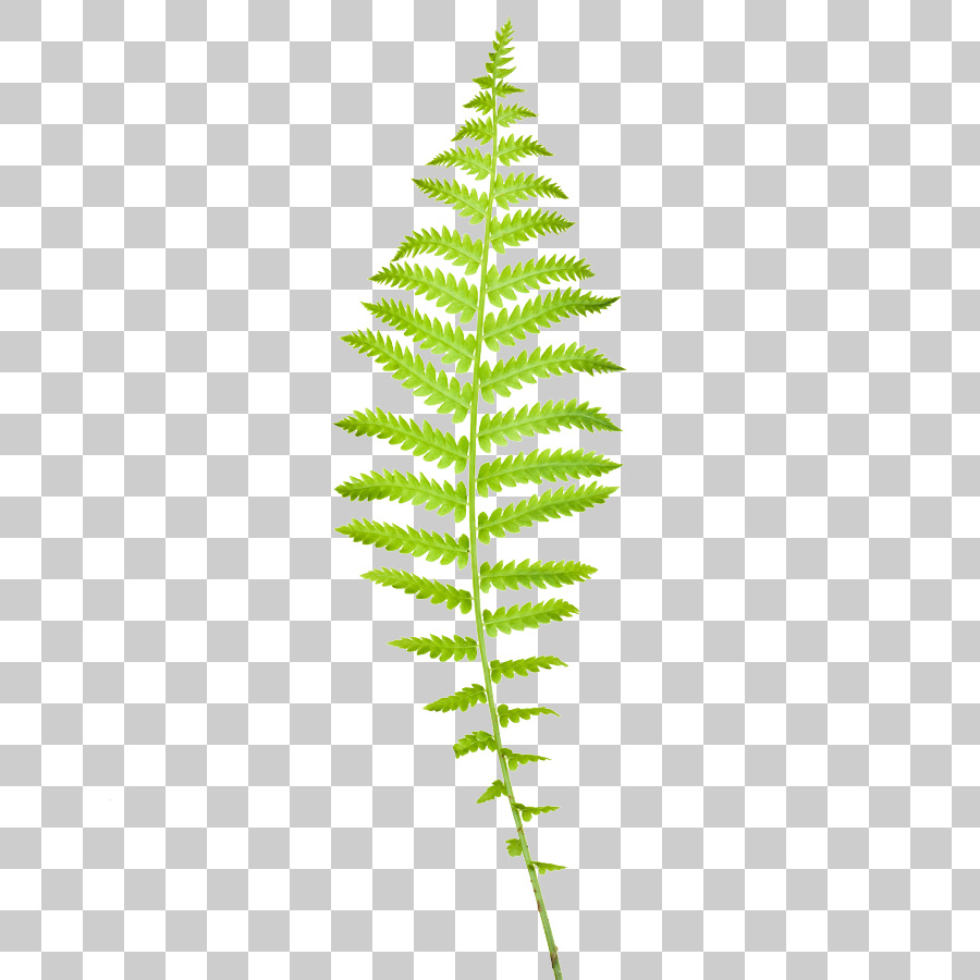 Fern Leaf Texture | Free Textures for 3D