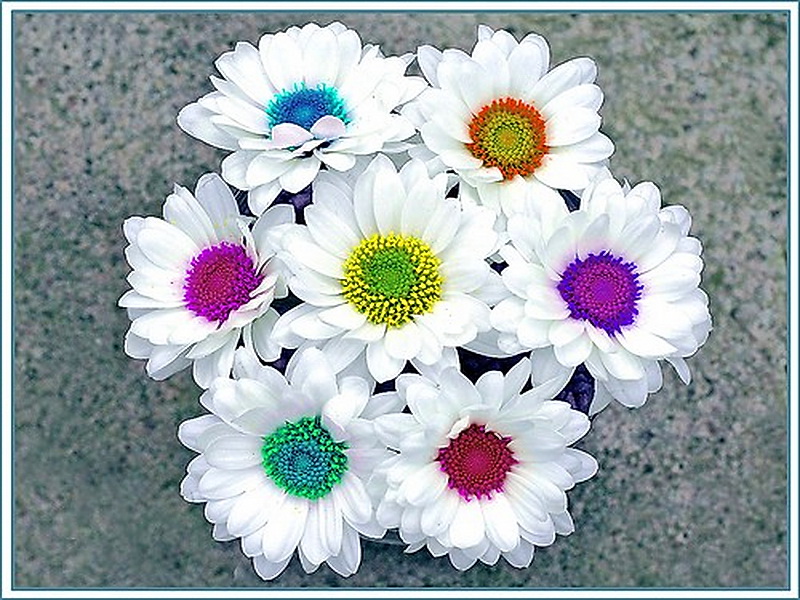 Dizzy Daisies - Bright Colors Wallpaper (29163293) - Fanpop