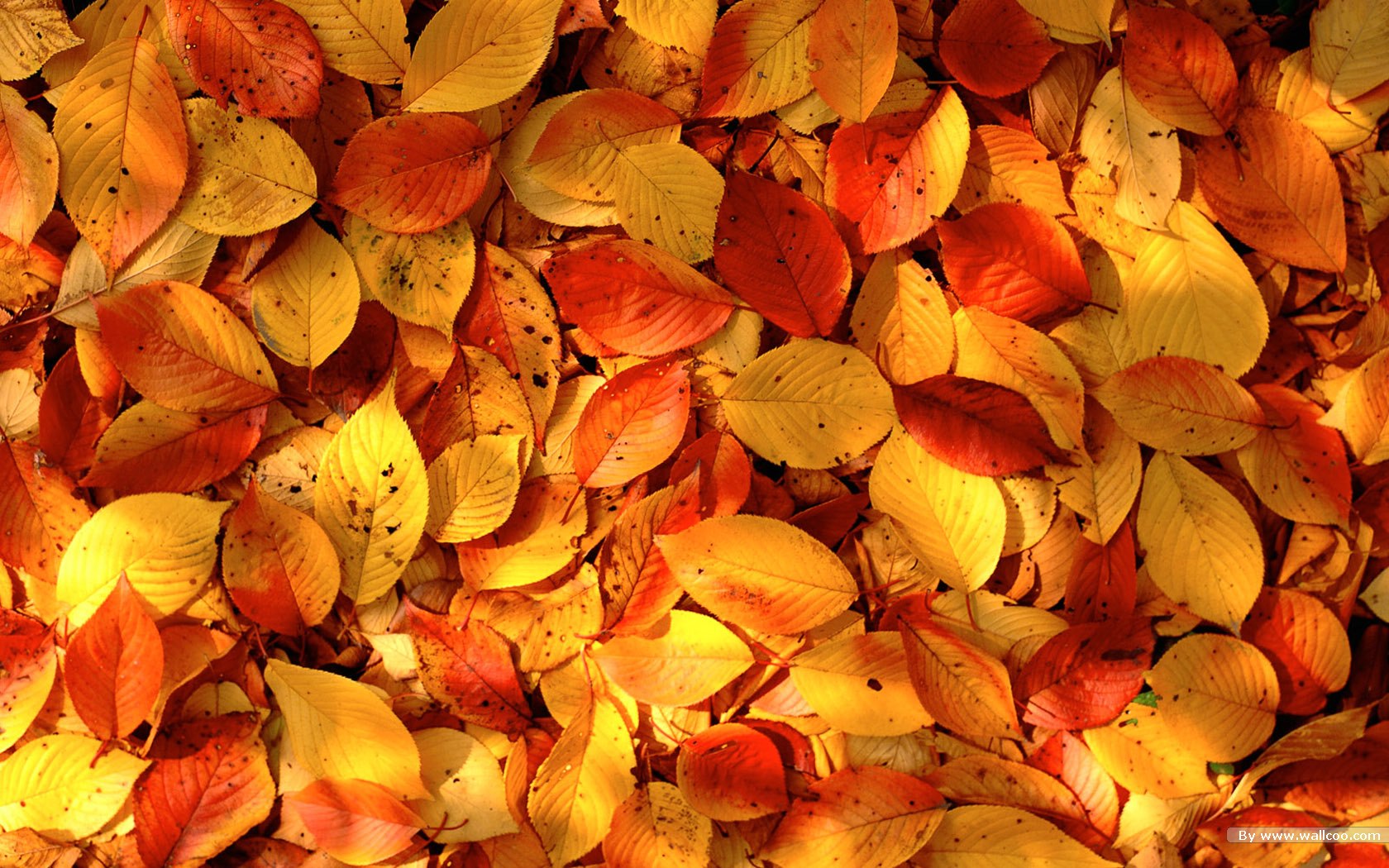 autumn leaves 3 Cool Wallpapers | Wallpaper Joo