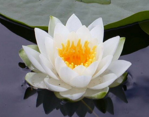 Beer, Mud, and the Lotus Blossom | Ethereal Nature