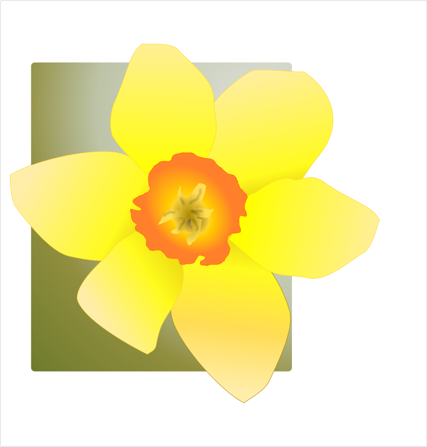 Daffodil large 900pixel clipart, Daffodil design