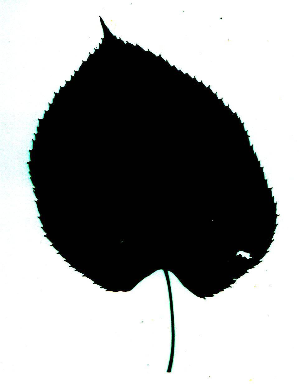 Leaf Silhouette - ClipArt Best