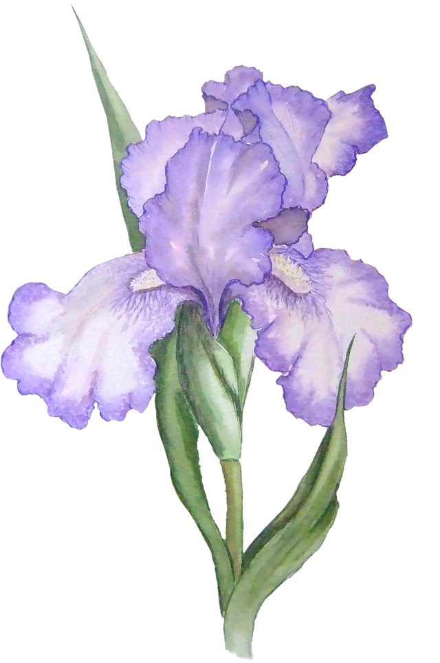 Free Iris Flower Graphic - Transparent PNG files and Paint Shop ...