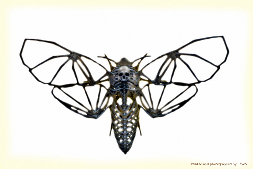 Death's Head Hawkmoth Skeleton 3D Model 3D printable .obj- CGTrader.