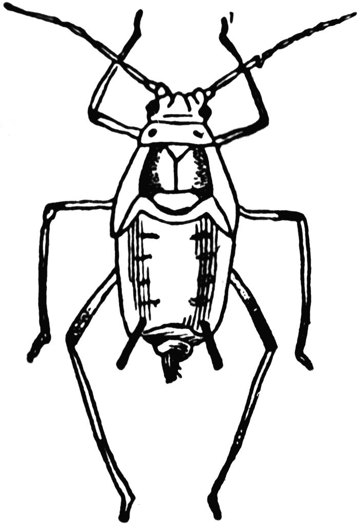 Wheat Plant Louse | ClipArt ETC