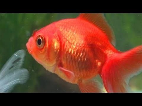 How To Care For A Goldfish - YouTube
