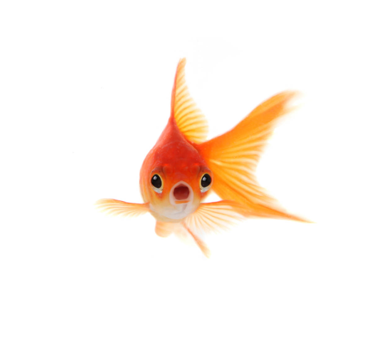 Top 10 Tales of Terrified Goldfish - Toptenz.net
