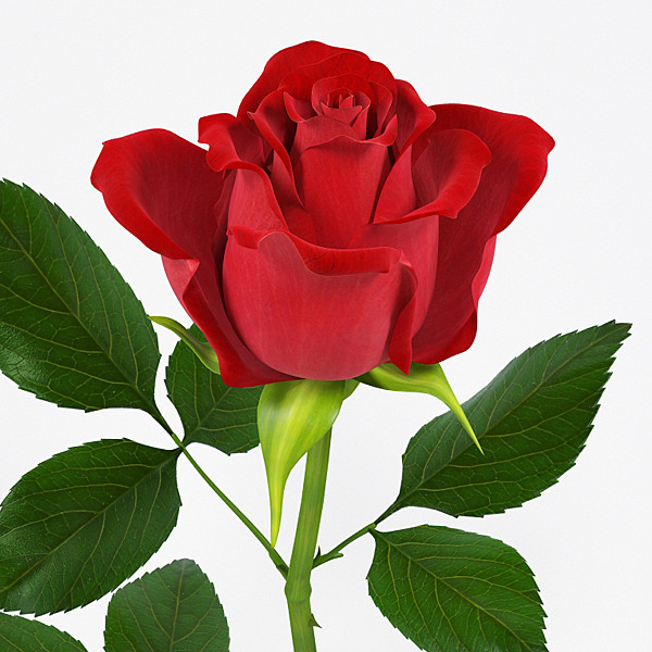 rose flower 3d model