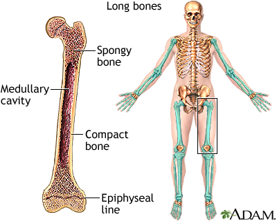 Long bones: MedlinePlus Medical Encyclopedia Image