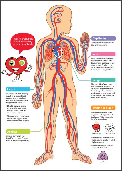CHSH - Circulatory System Teaching Materials Resources