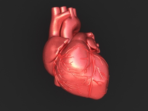 000-3d-model-Human-Heart-01.jpg