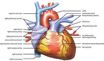 Heart rate - Wikiwand
