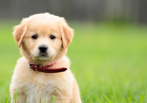 Puppy Training : How To Get Your Puppy To Stop Stealing Clothes ...