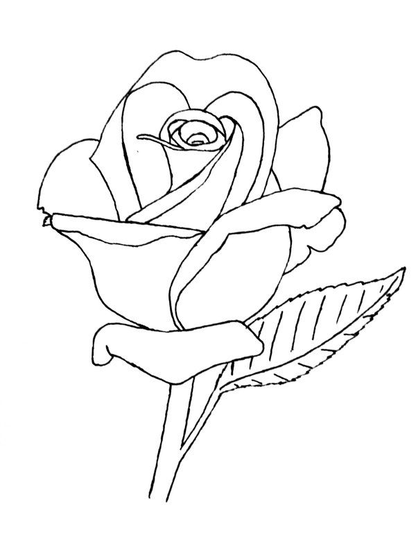 Rose Lineart by groundhog22.deviantart.com on @deviantART ...