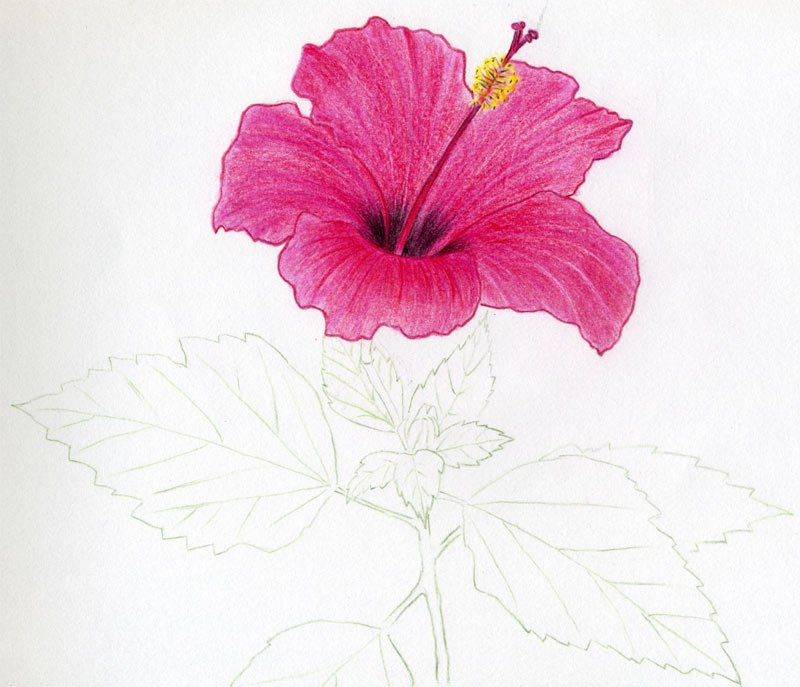 Simple Drawings Of Hibiscus Flowers ~ Kids stories, Pencil ...