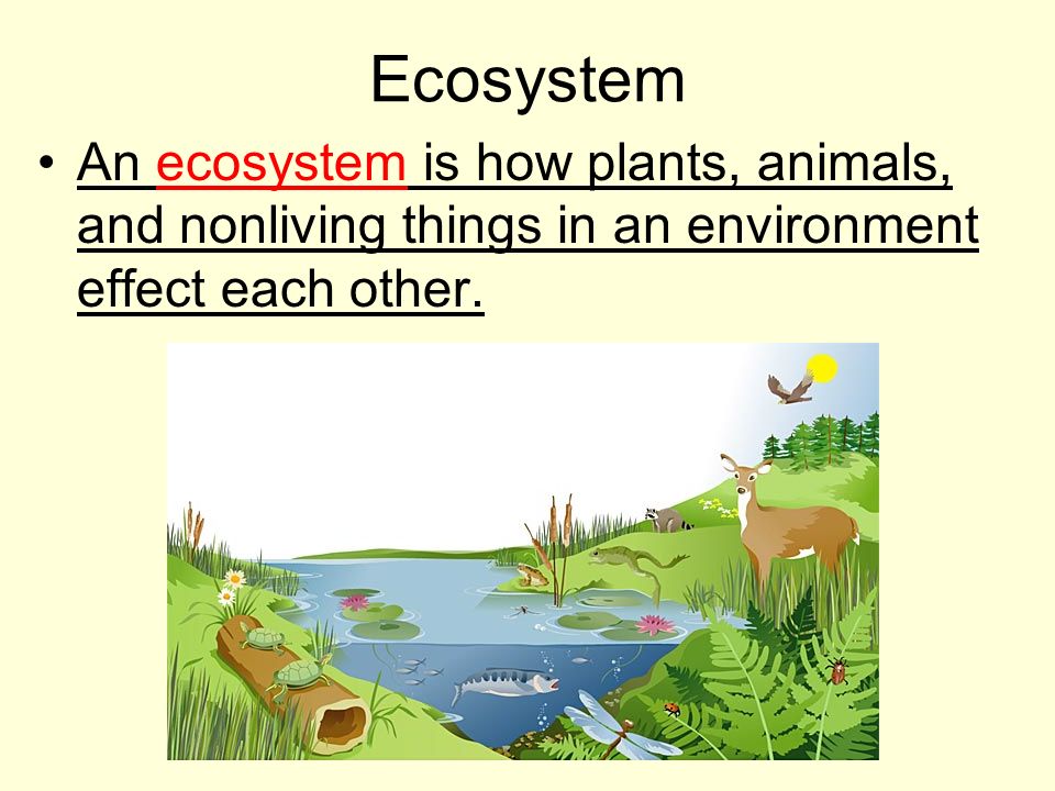 Presentation "Habitats for Plants and Animals by Denise Carroll."