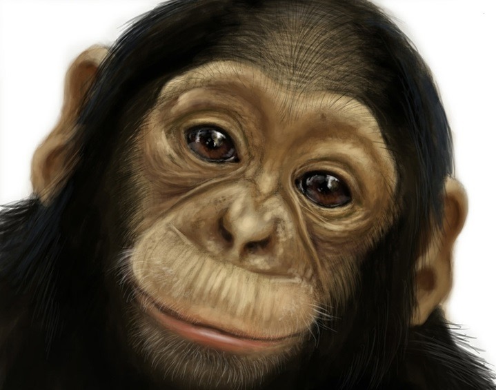 Interpretation of a dream in which you saw «Monkey»