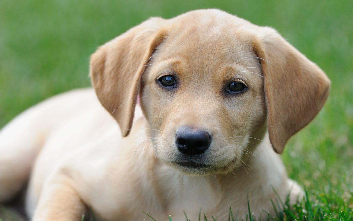 Golden State Service Dogs | For All Your Dog Training Needs