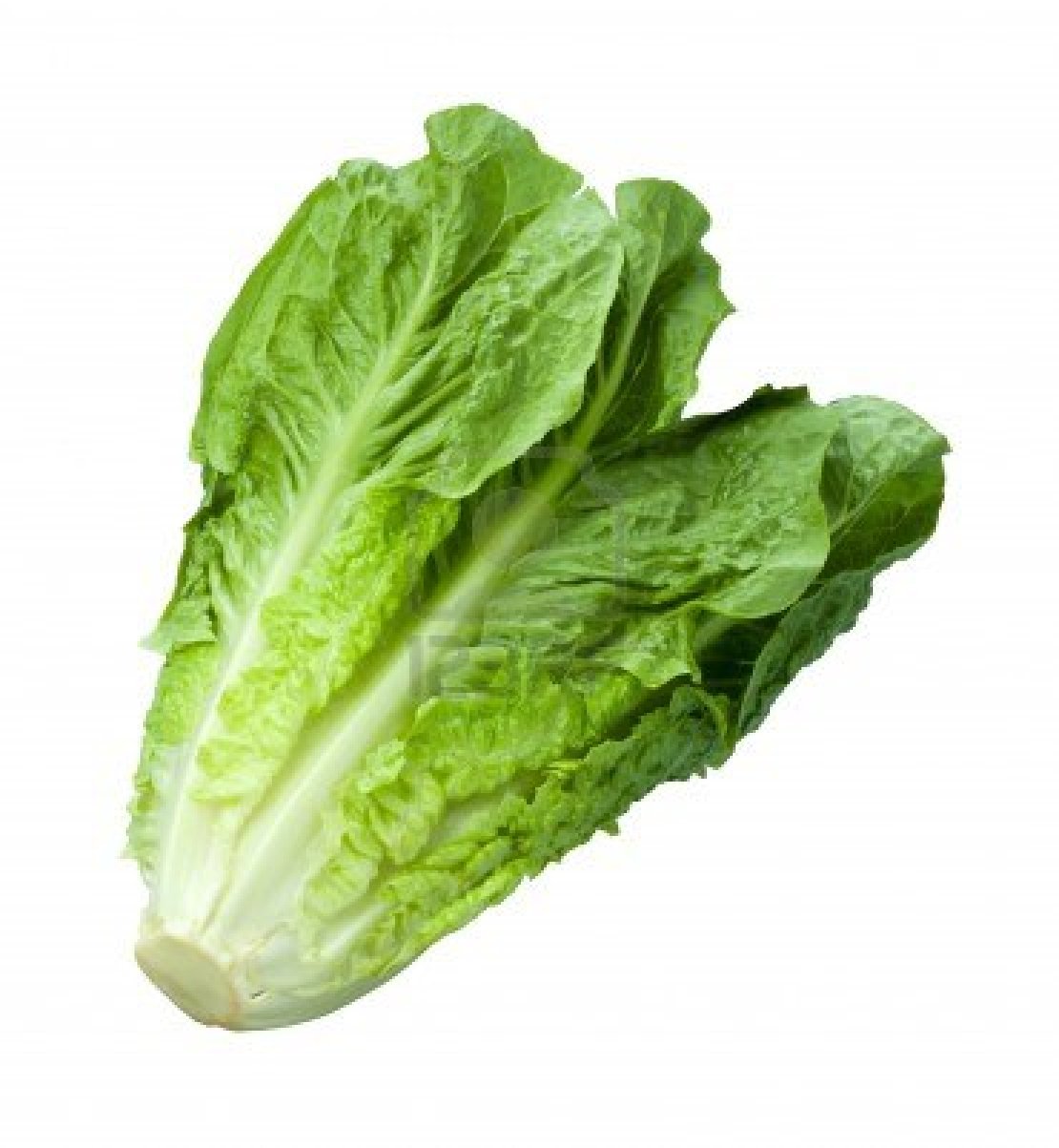 Must Commercially Cleaned Lettuce Still be Checked? Kosher Agency ...