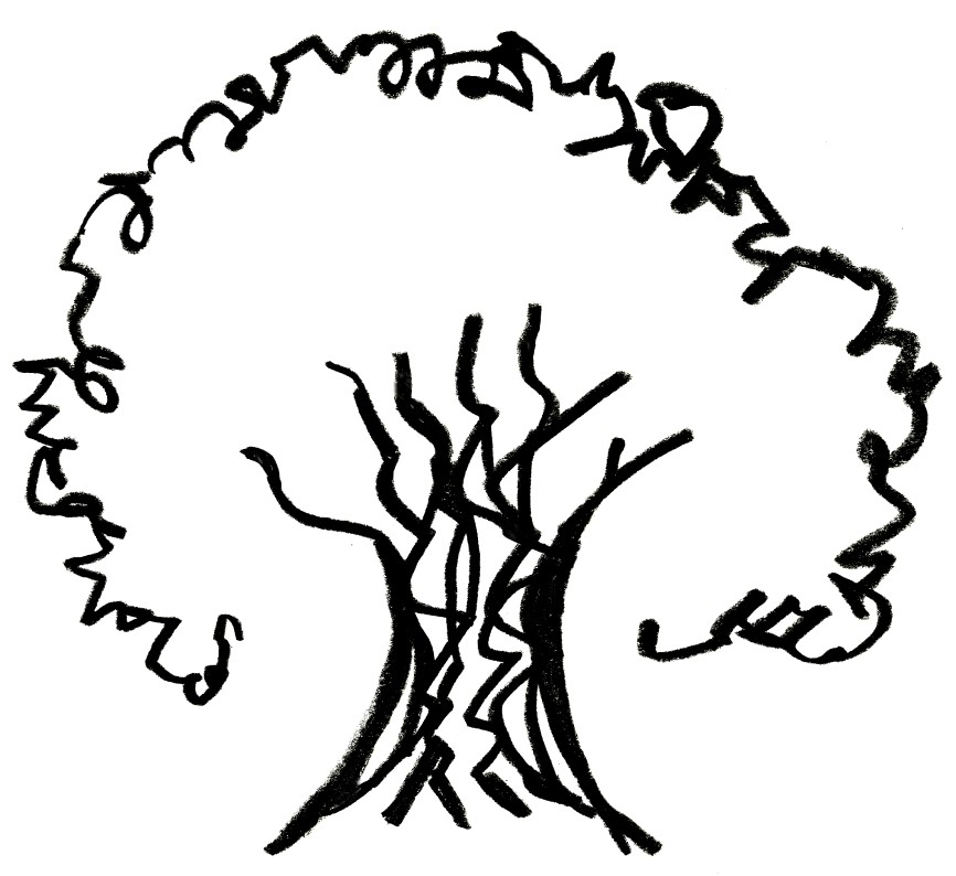 Drawings Of Oak Trees