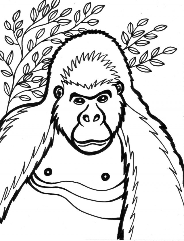 Gorilla Coloring Pages Free Coloring Pages 240795 Gorilla Coloring ...