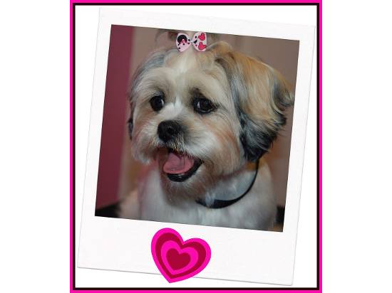 Clip Art Dog Grooming Salon, Enniskillen | Dog & Cat Grooming - Yell