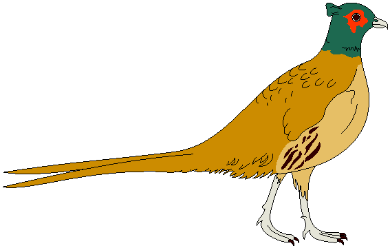 Free Clipart : Birds Clipart : PHEASANT-