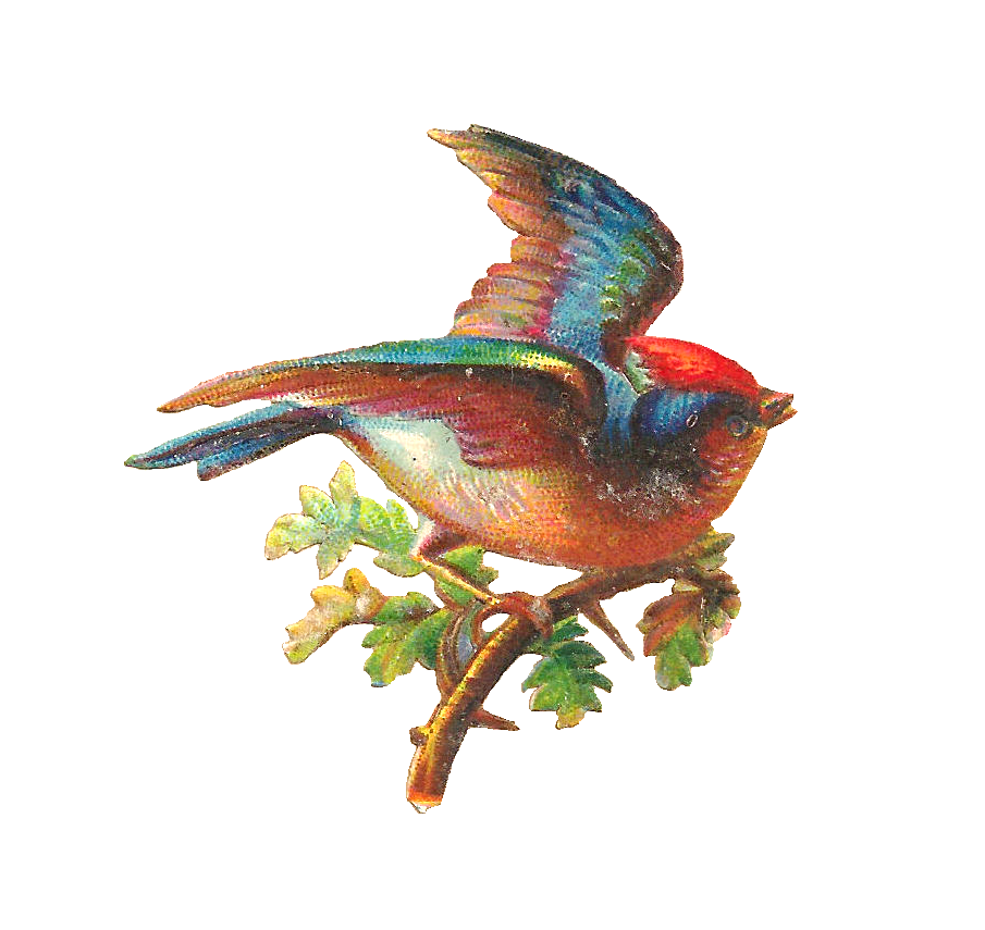 Antique Images: Free Digital Bird Graphic: Beautiful Song Bird ...