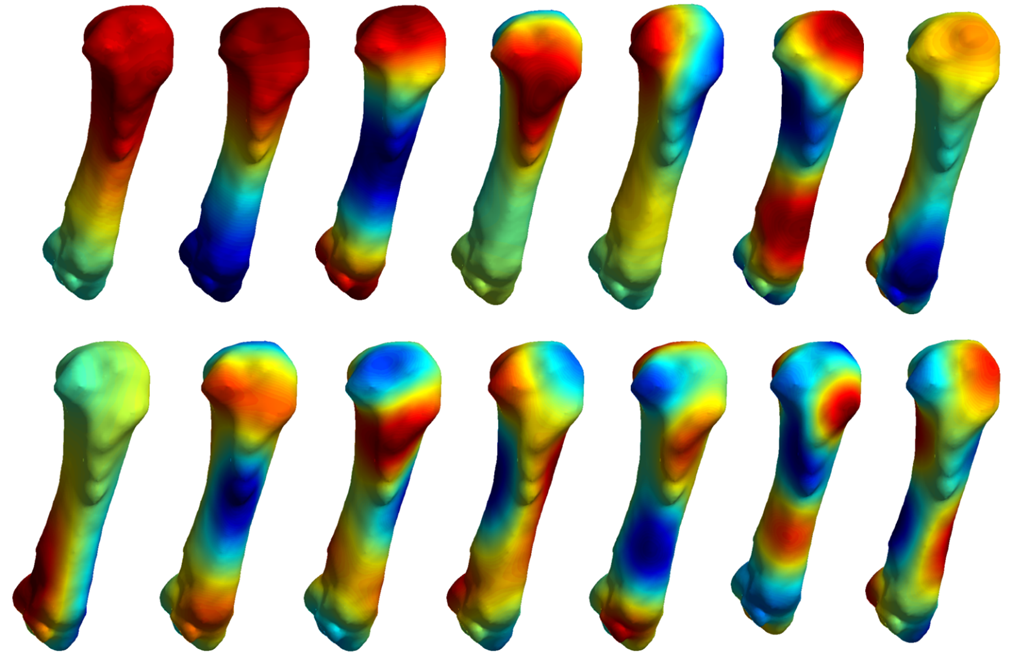 Carpal bone shape analysis - The Musculoskeletal Imaging Research ...