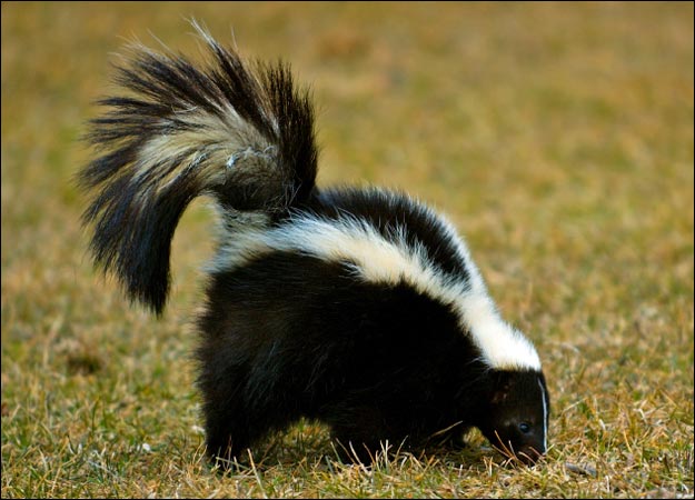 Skunk history and some interesting facts