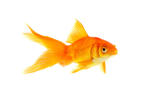 Goldfish - EchoHealthy Pets