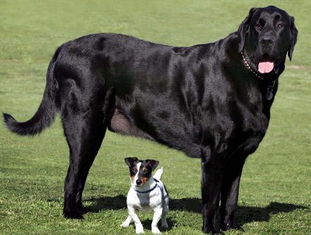 Can big dogs and little dogs live in harmony? | Animals Zone