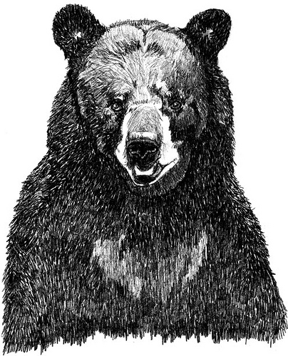 i love this bear drawing | Flickr - Photo Sharing!