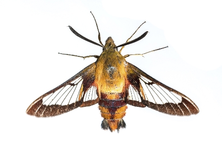 Animal-Journal: Details about Hummingbird Moths | All information ...