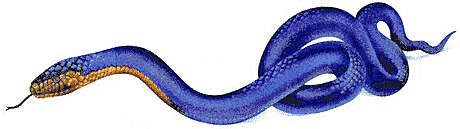 Animated Snake Images - ClipArt Best