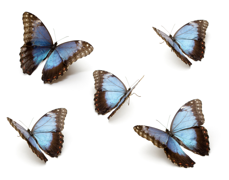 The Healing Power of the Blue Butterfly | Max's Blue Butterfly
