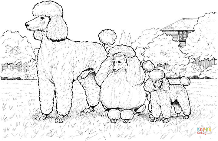 Standard, Miniature and Toy Poodles Coloring page | Free Printable ...