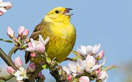 Bird song intensity used to calculate size of population - Telegraph