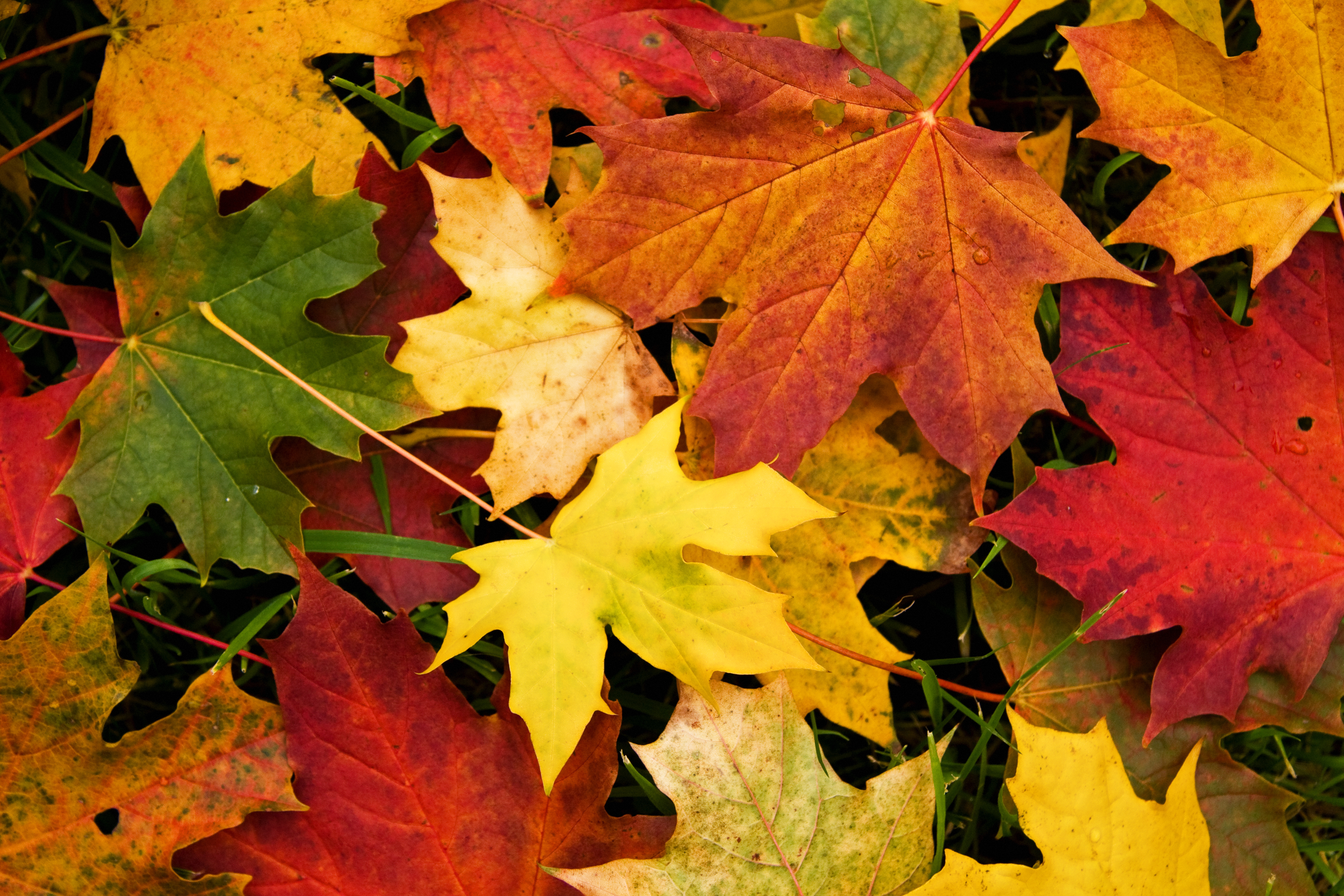 Autumn Leaves Wallpaper 4527 #6959546