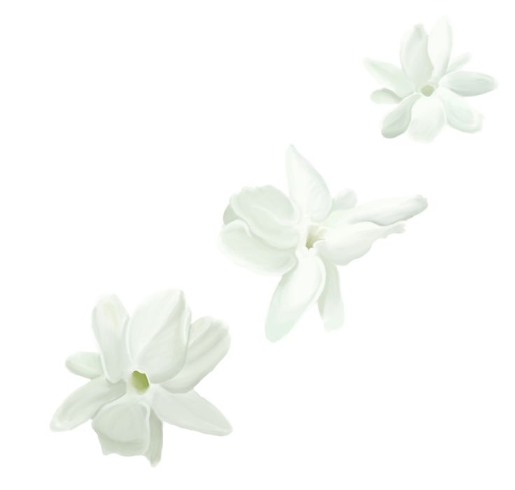 sampaguita drawing - nice for a tattoo | Art on Skin | Pinterest