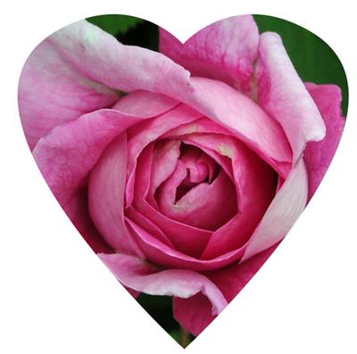 Love Rose Heart | Global Spiritual Market Network
