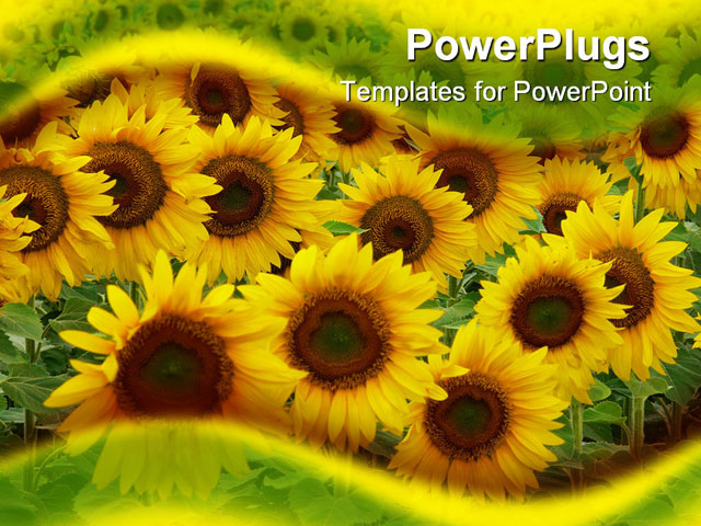 Best Sunflower03 PowerPoint Template - Sunflower crop in the ...