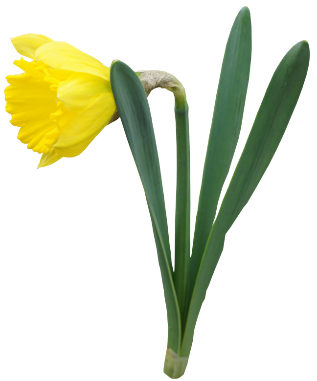 Free Daffodil Clip Art Borders